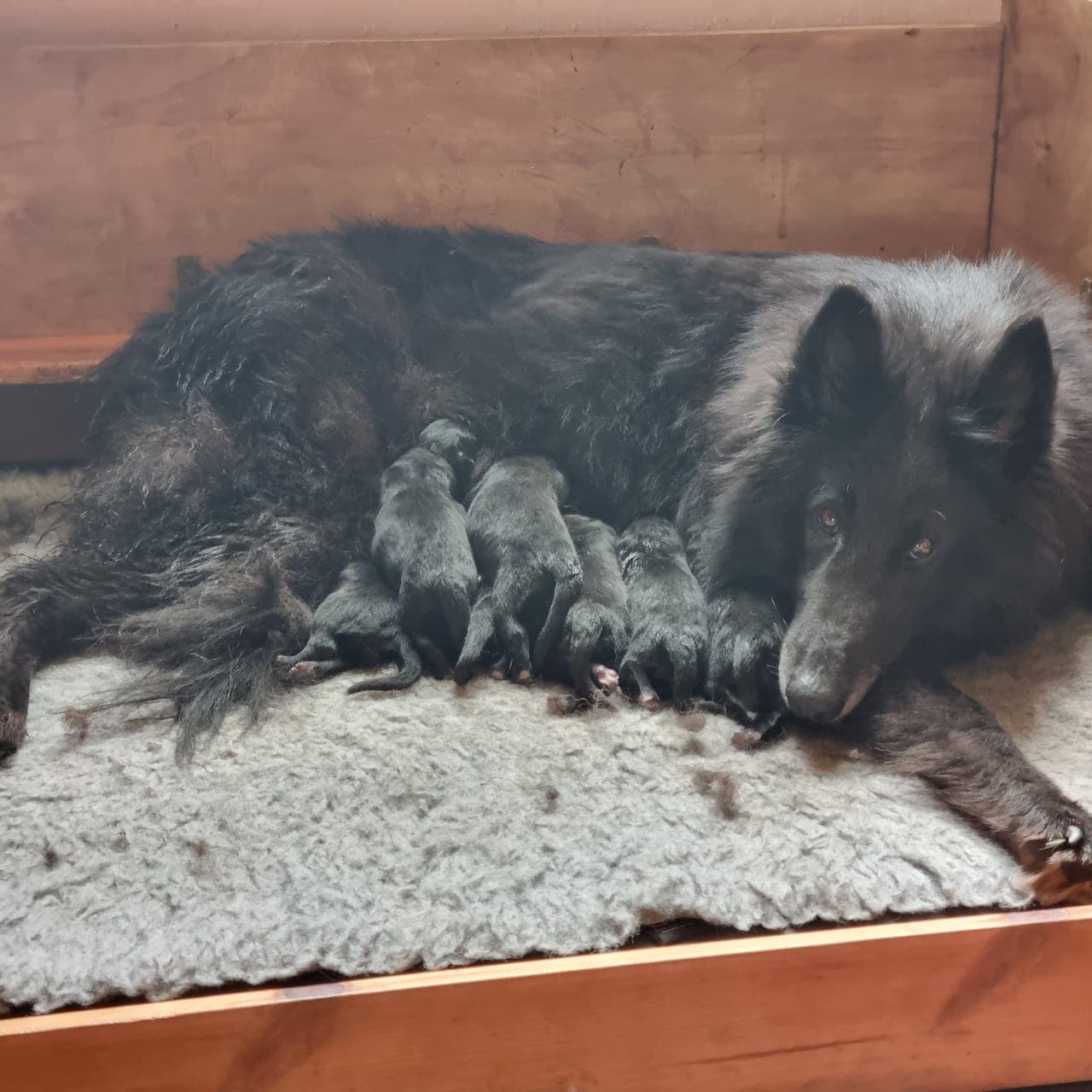 Groenendael valper til salgs