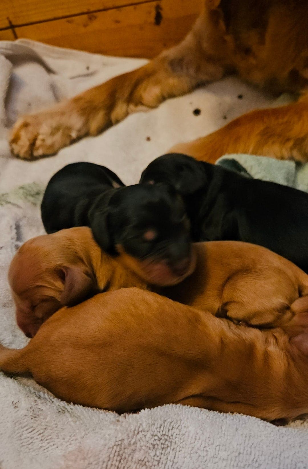 Engelsk cocker spaniel