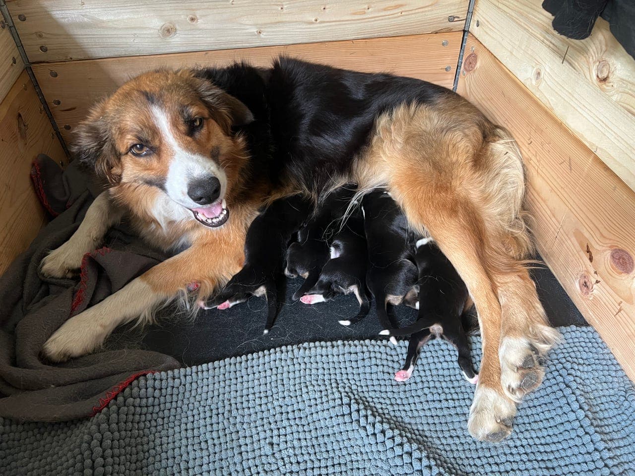 Border collie valper, NKK reg