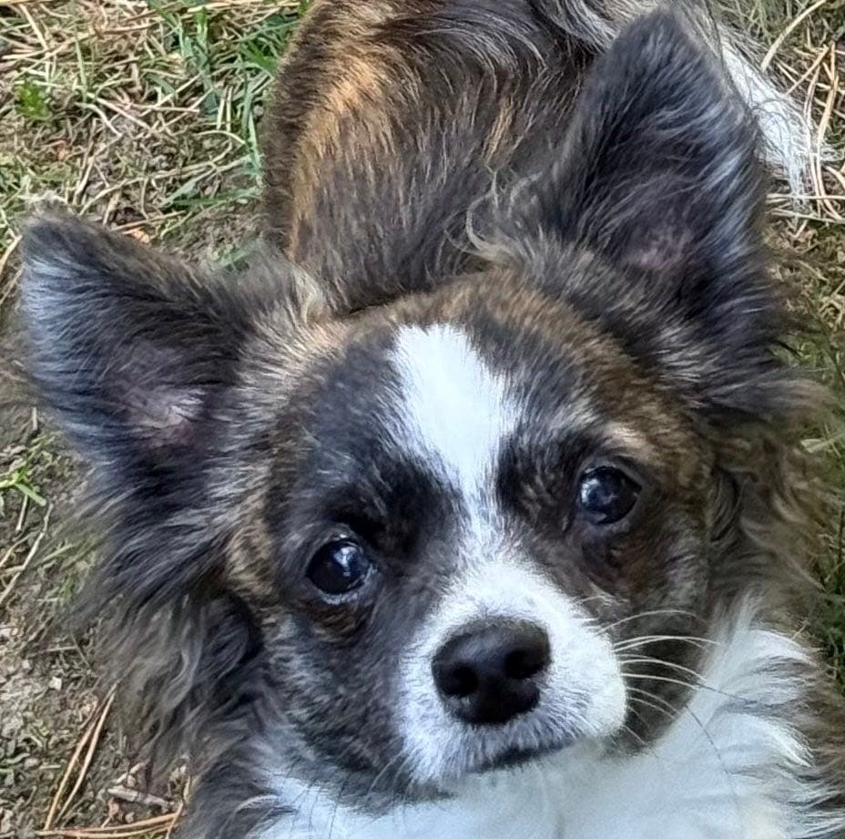 Tayson renrasede chihuahua gut , langhåret,  brindle  farge , 6x6 saksebitt