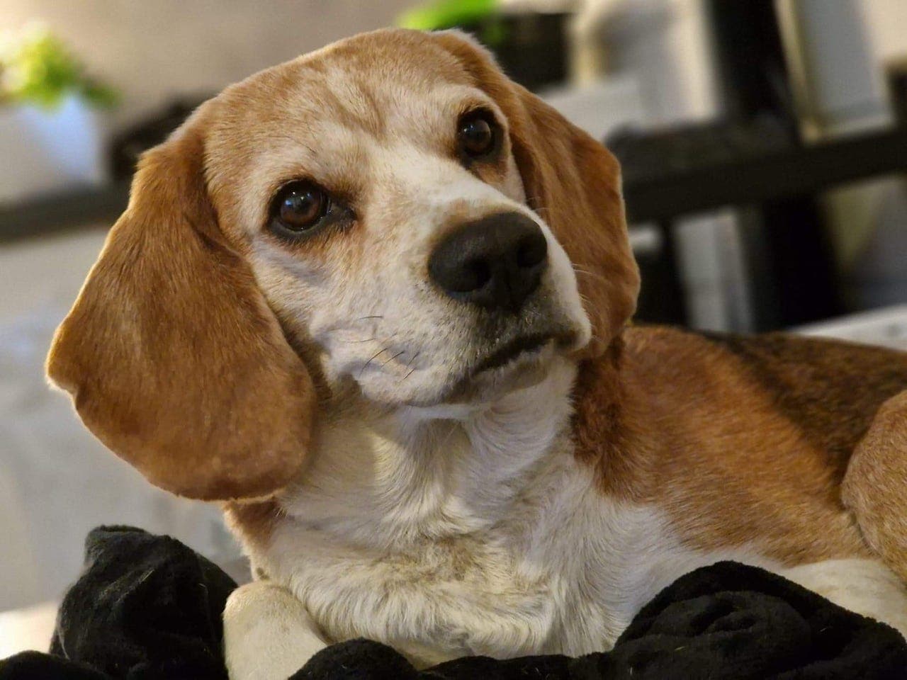 Omplassering av beagle Zico på 10 år