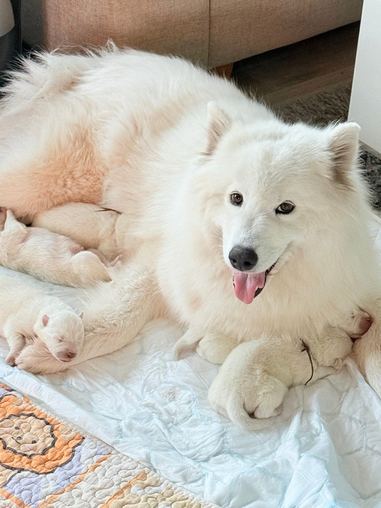 Valpene Samoyed