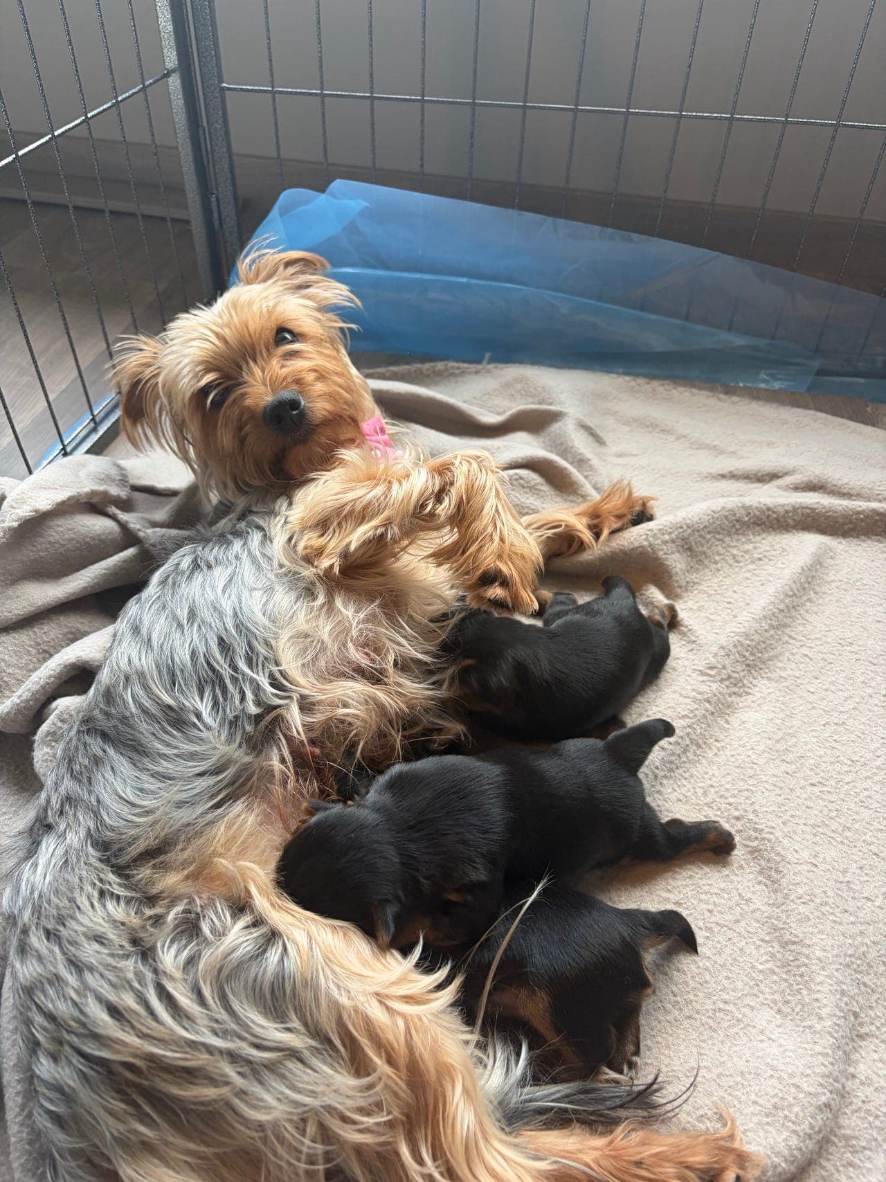 Yorkshire Terrier valper til salgs!