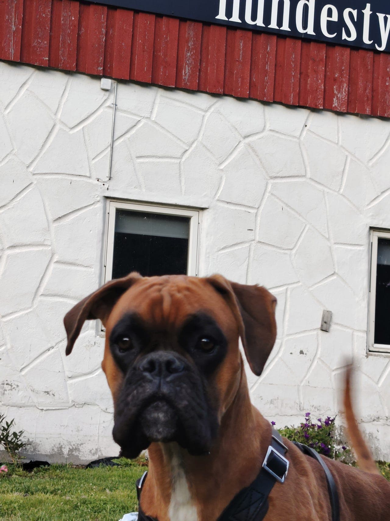 Boxer sjarmørene snart 1 år søker varig hjem