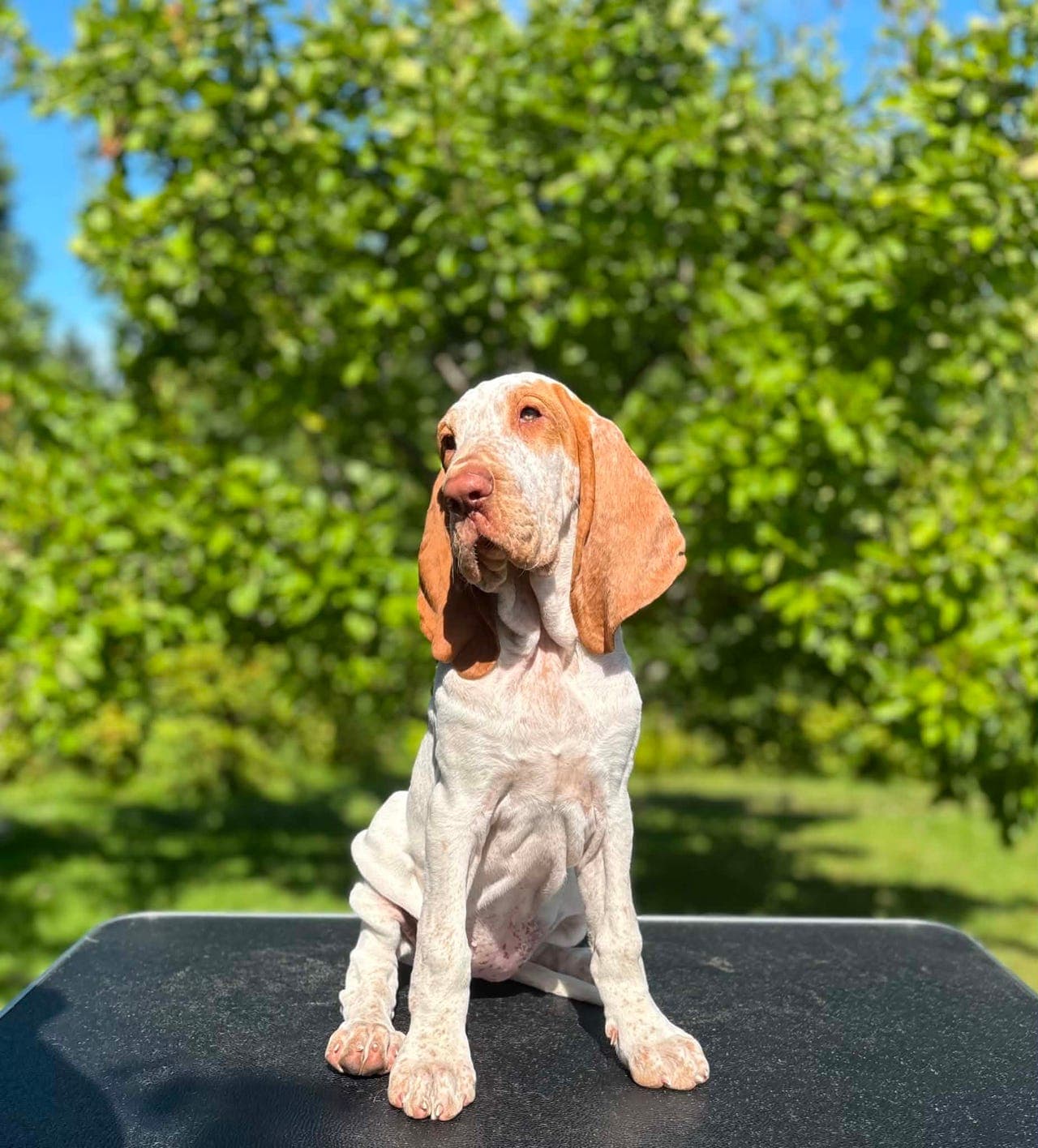 BRACCO ITALIANO TISPE