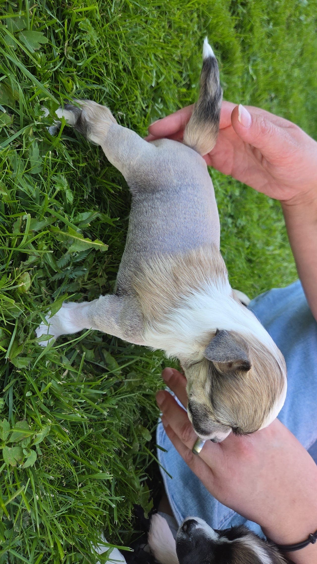 chinese crested hhl hanne