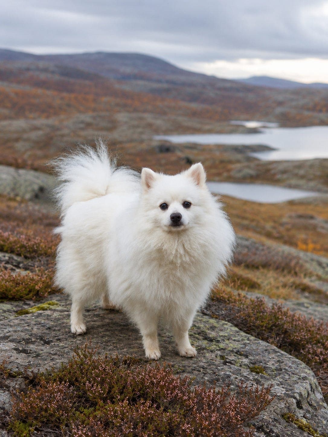 2 års hannhund