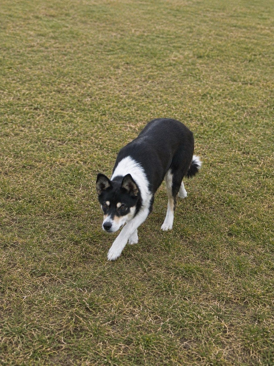 Border Collie valper