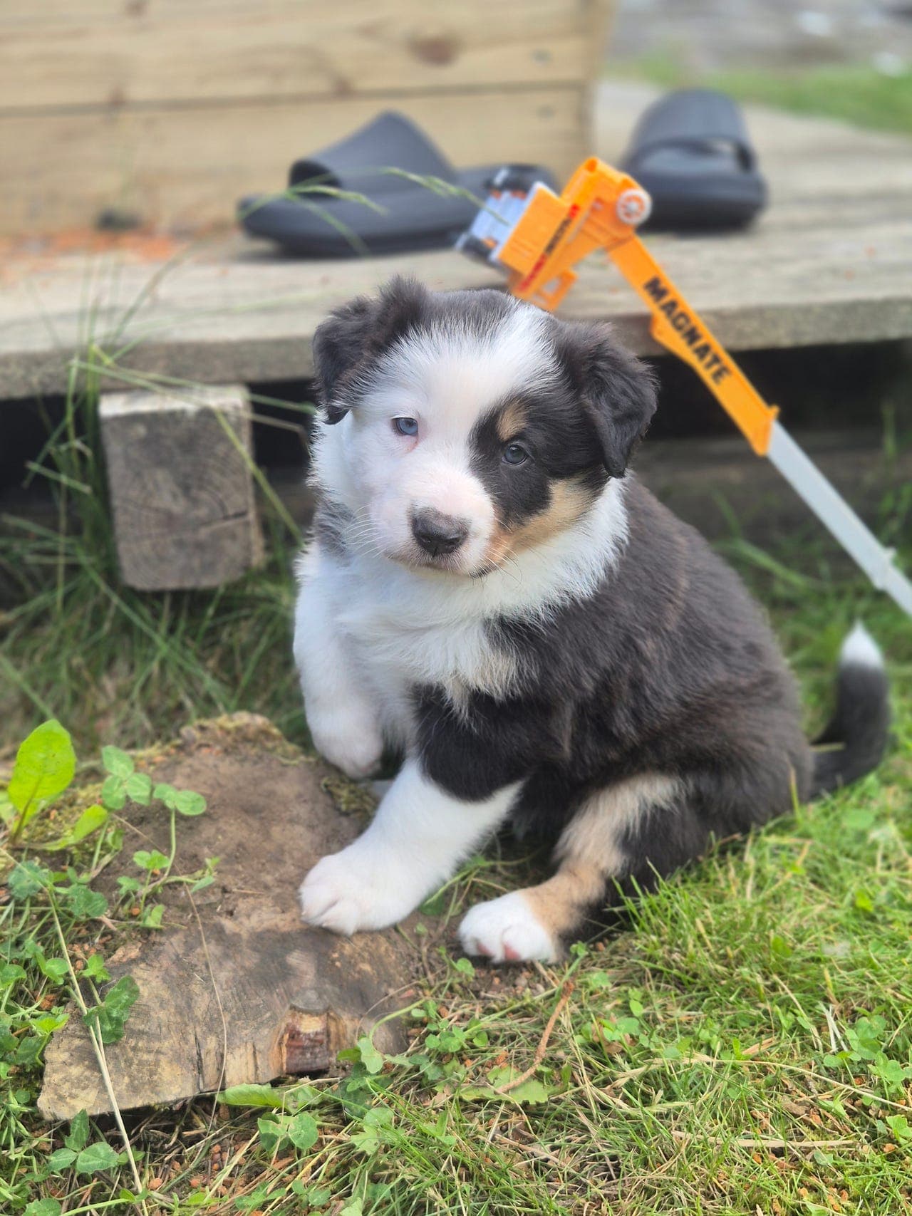 Border collie tispe valper