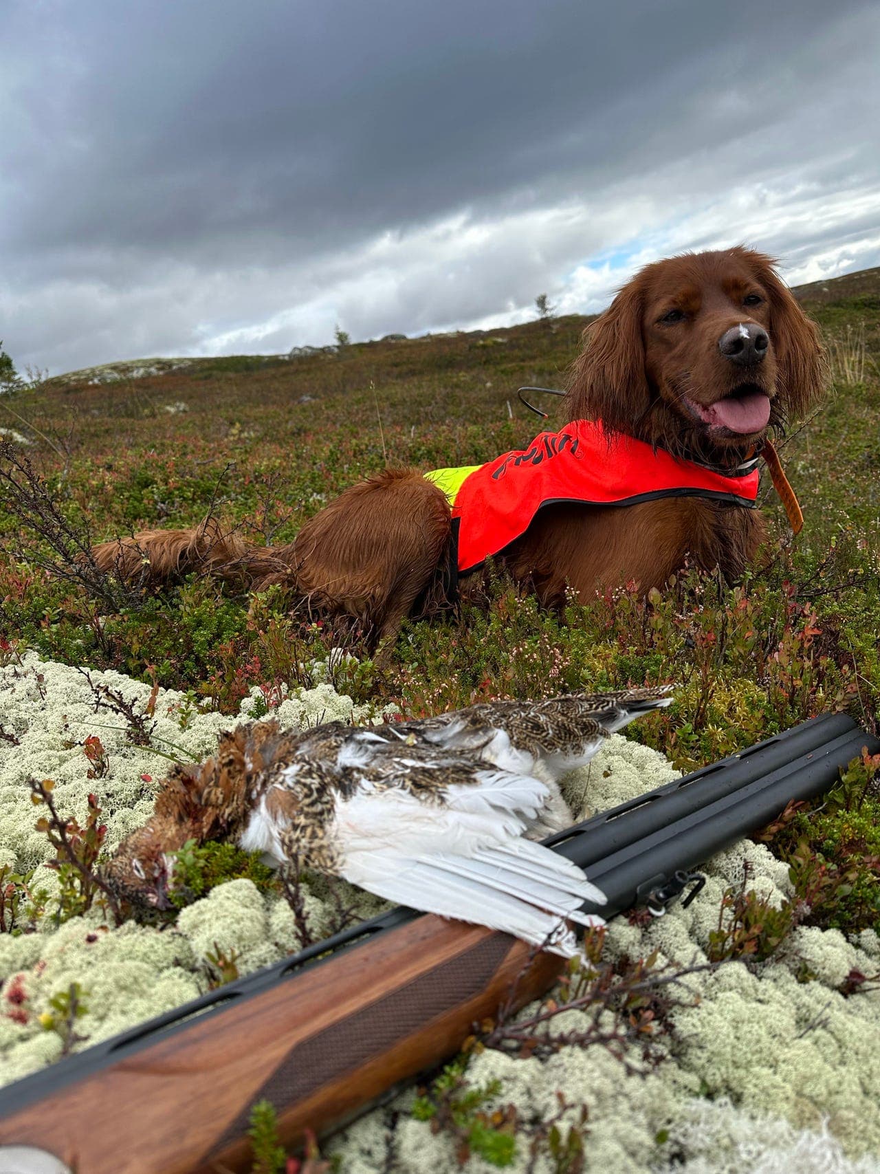 Irsk setter tispe 6 år
