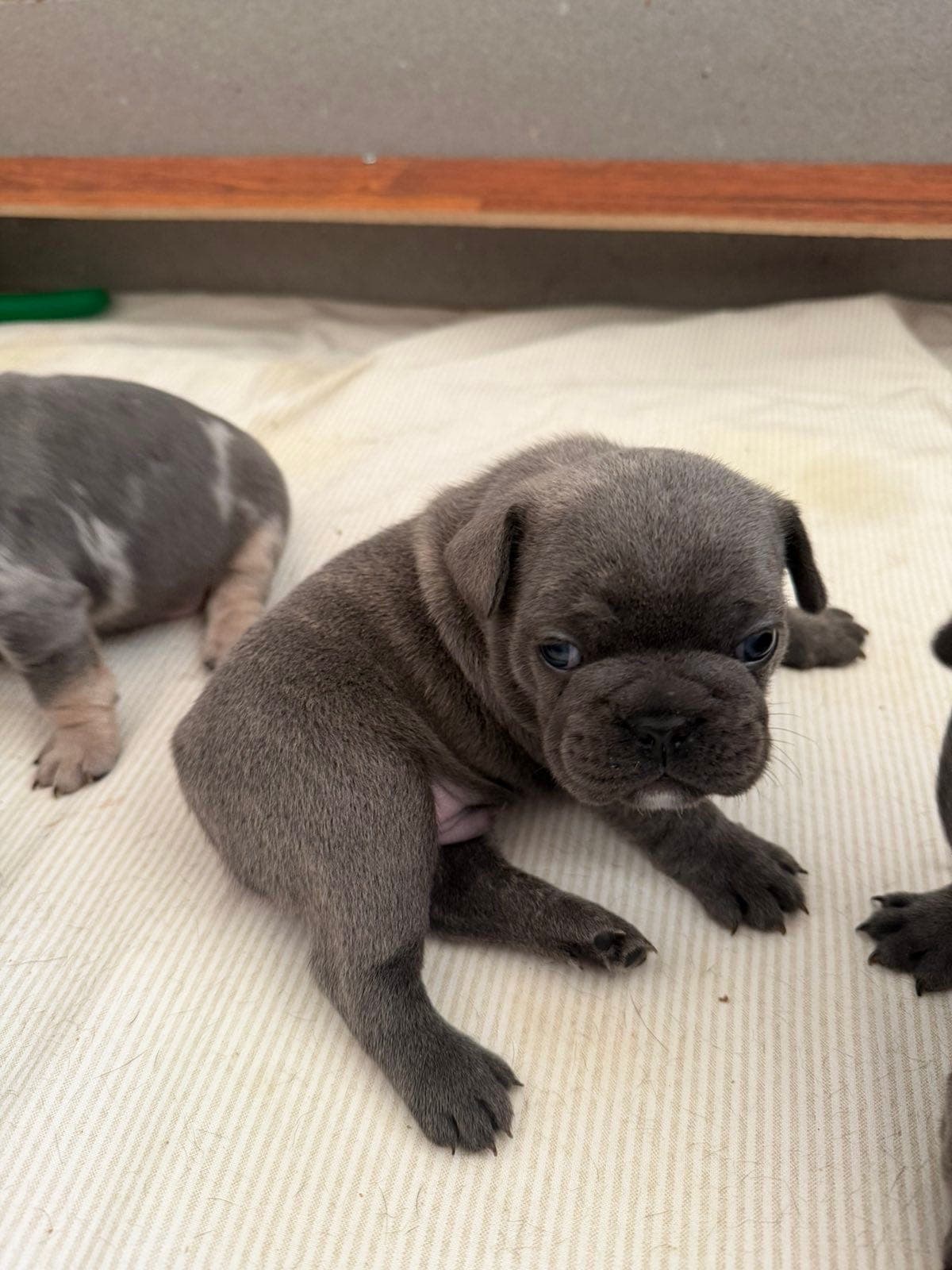 franske bulldog