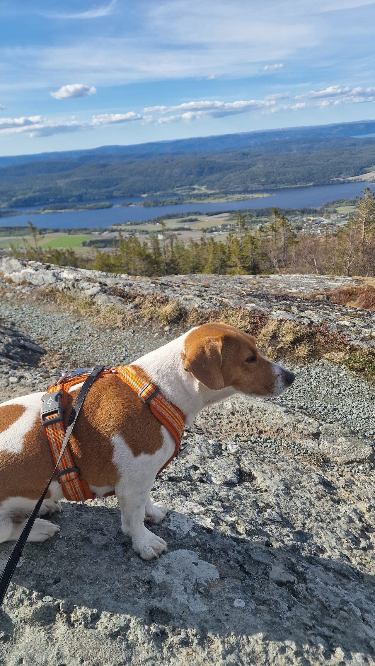 Jack russel terrier