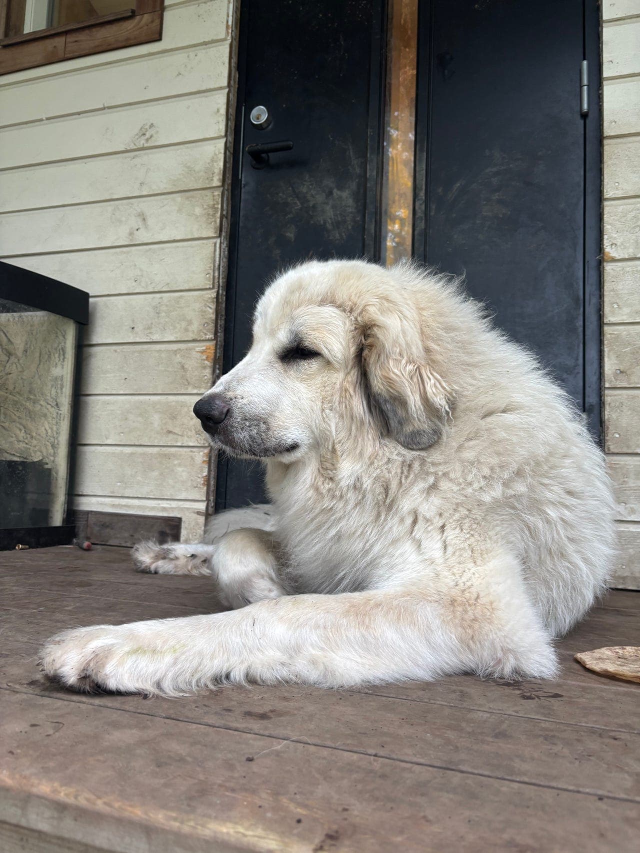 Pyreneer-valper