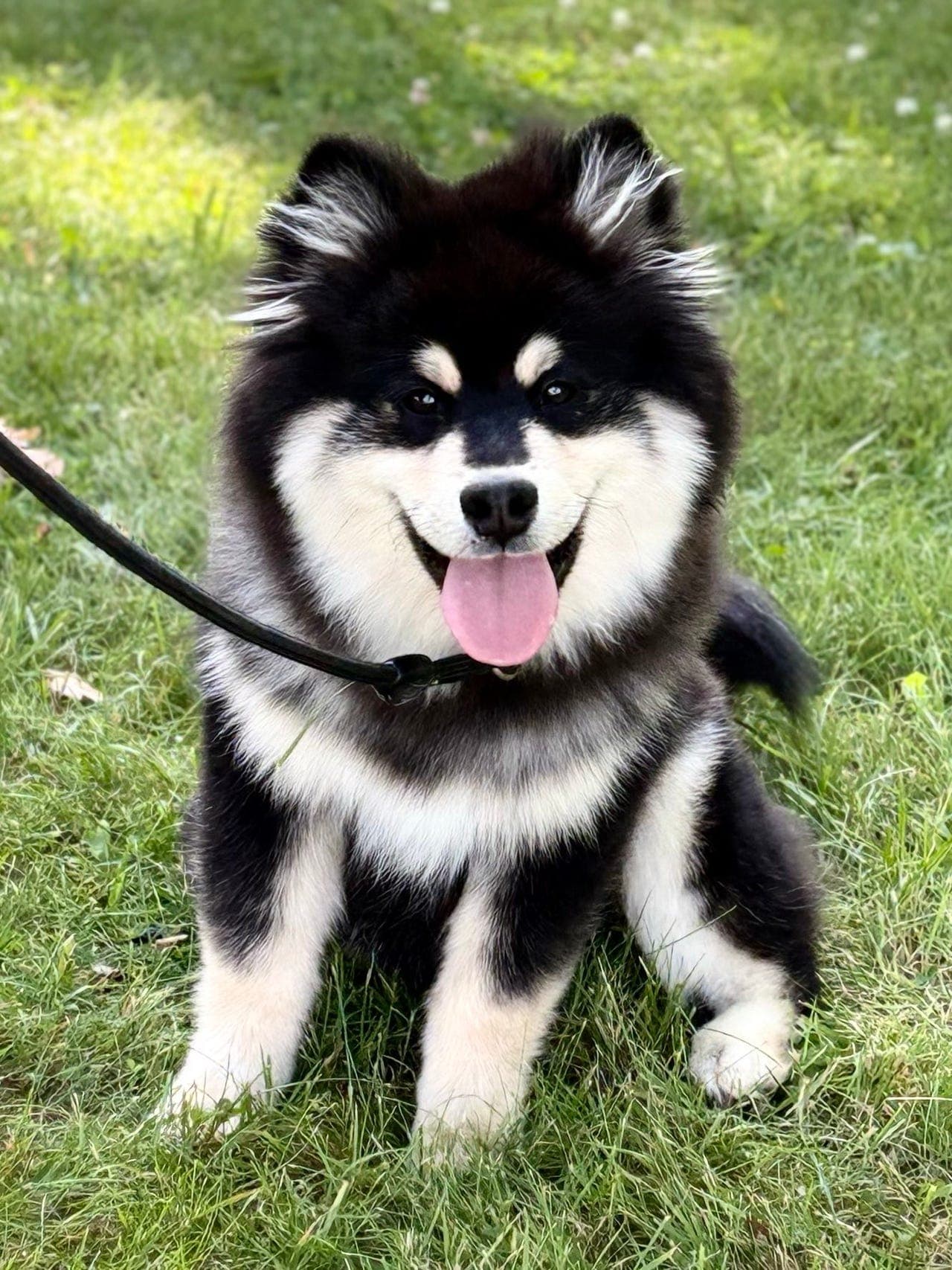 Finsk lapphundvalp søker nytt forvertshjem