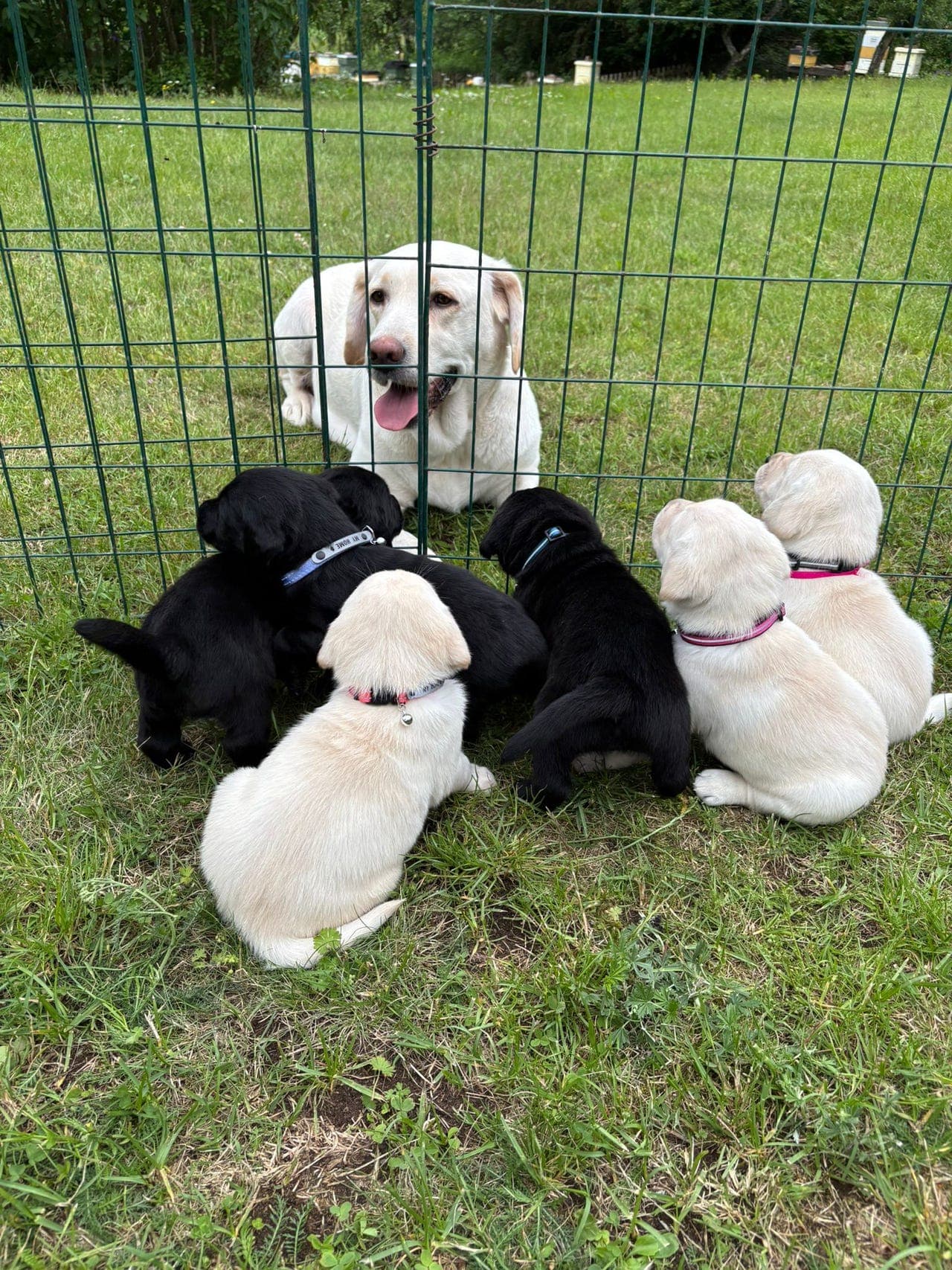 Labrador Retriever-valp