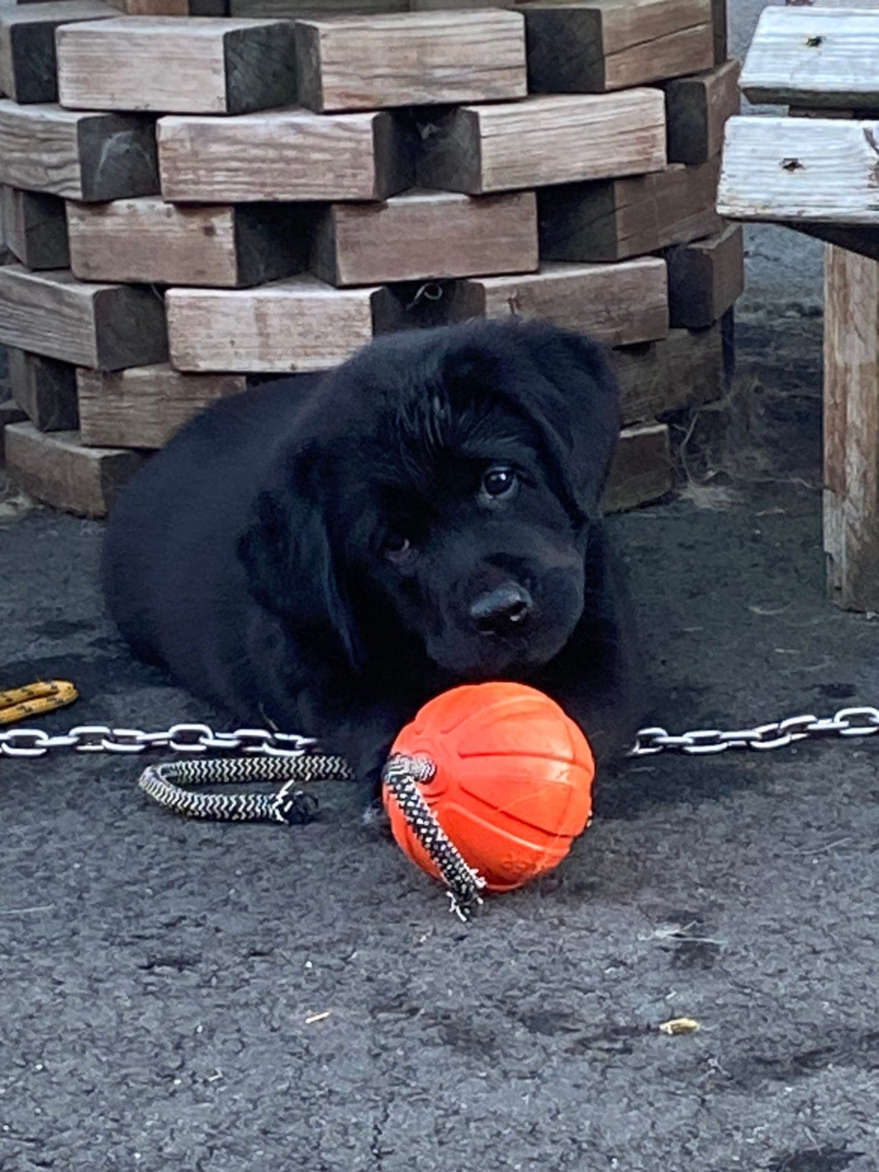 Labrador retriever valper , NKK reg. Leveringsklare