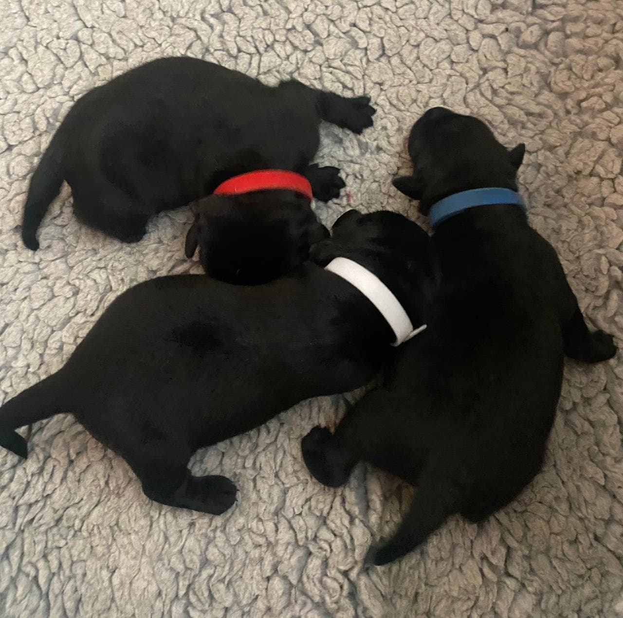 Labrador retriever valper , NKK reg.