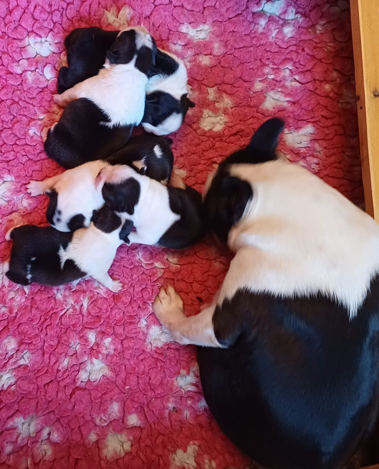 Boston terrier valper