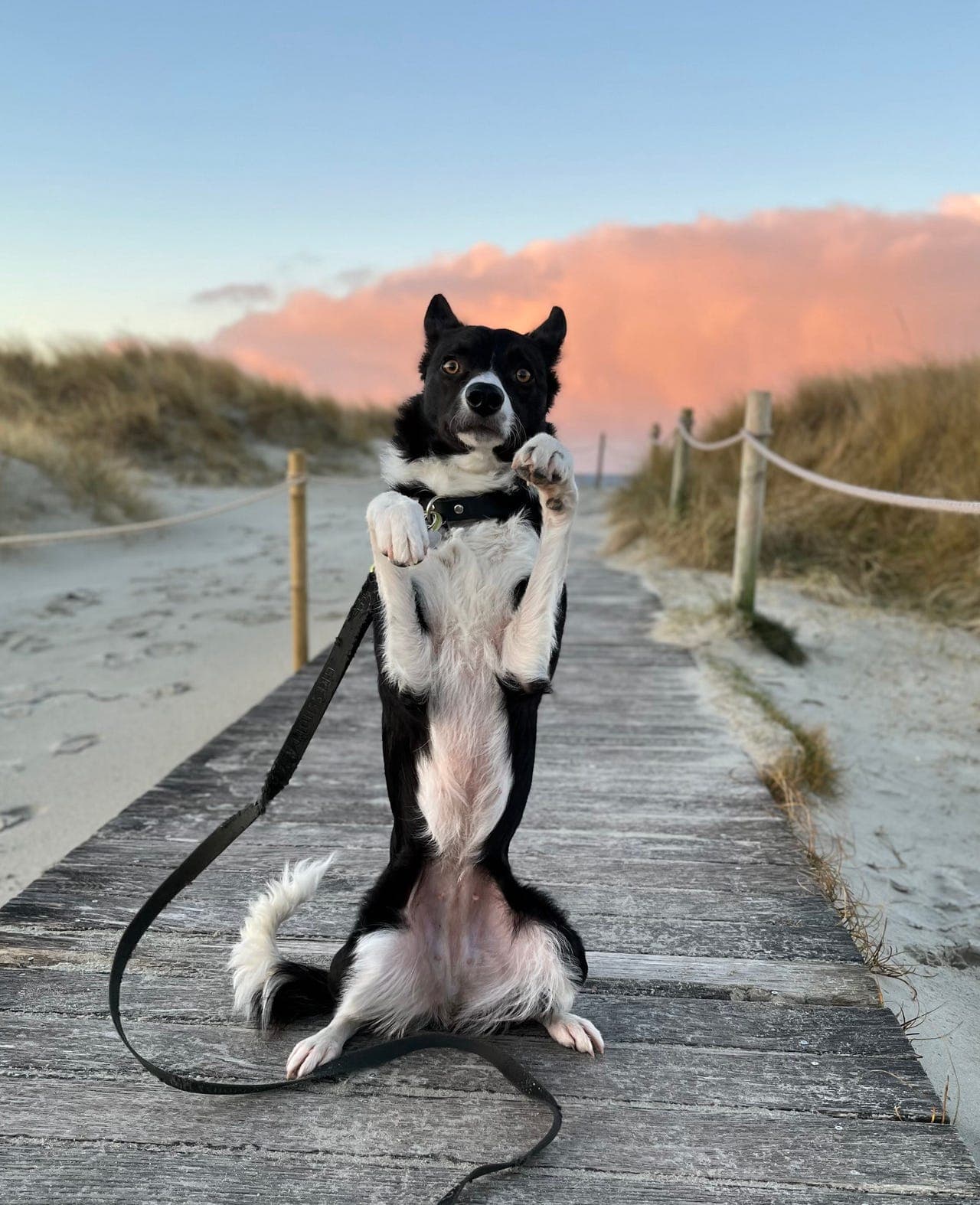 Fast avlastningshjem søkes til 3 år gammel Border Collie