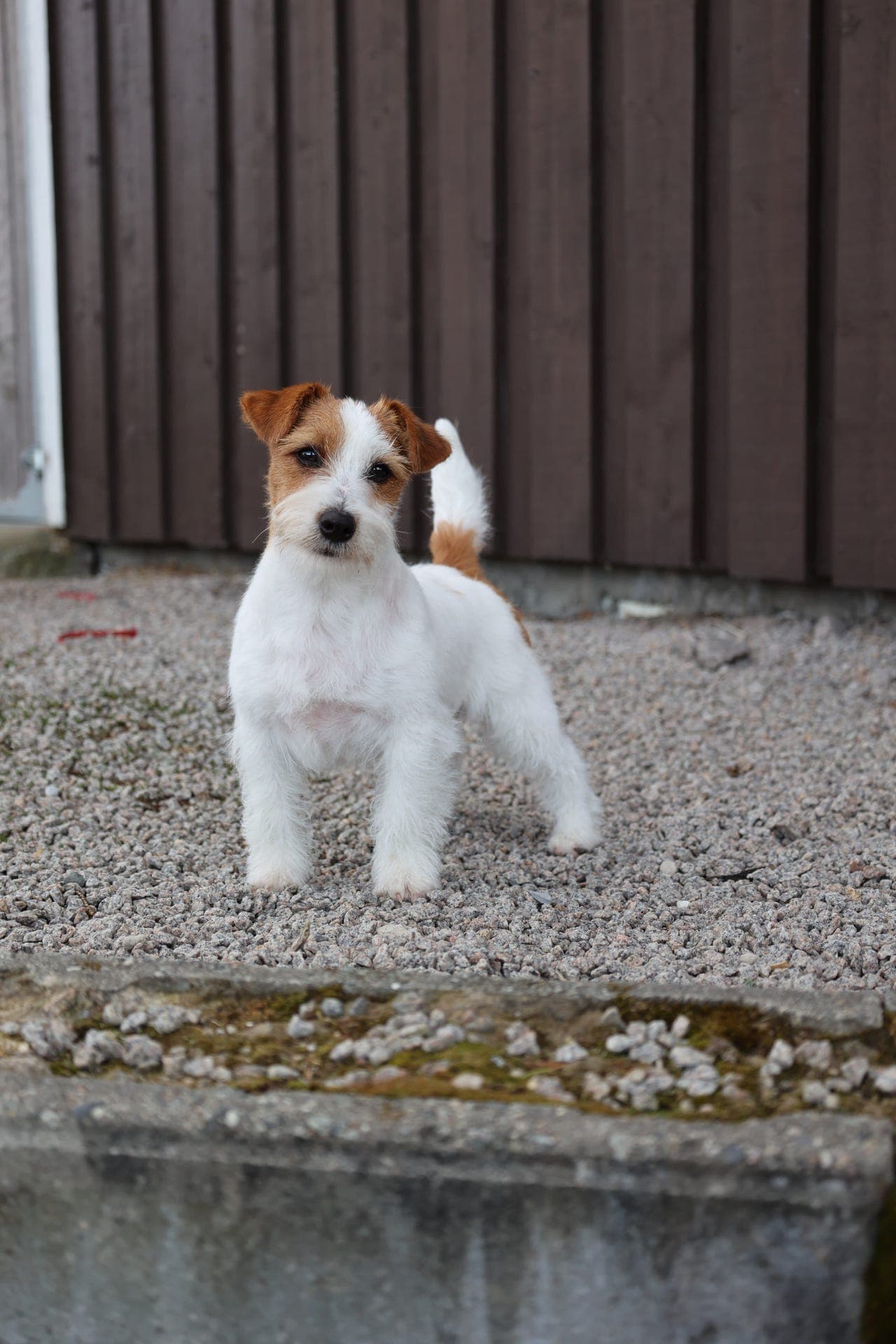 To unge Jack Russell leter etter foralltid hjem