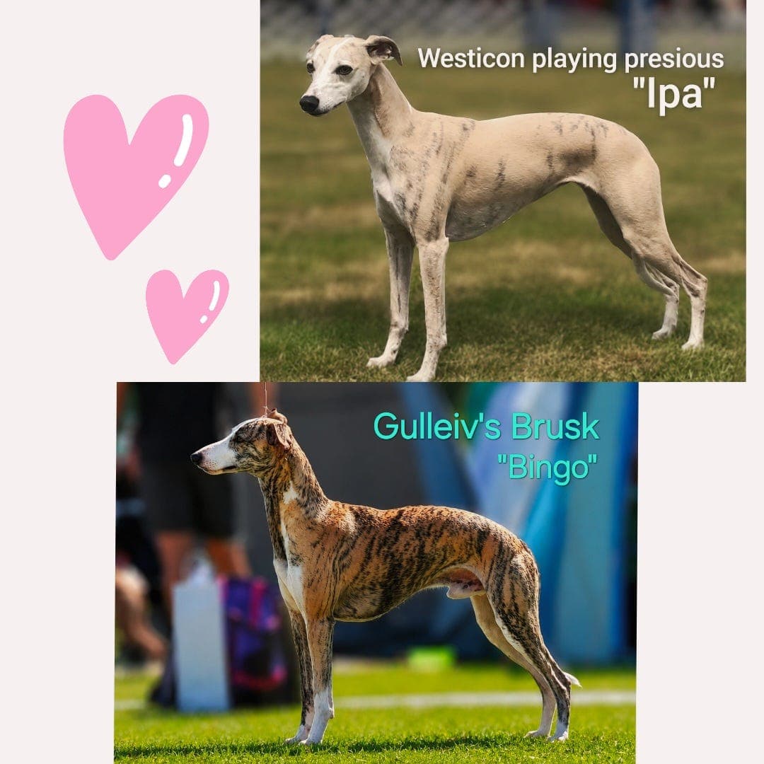Spennende Whippet kull ventes!