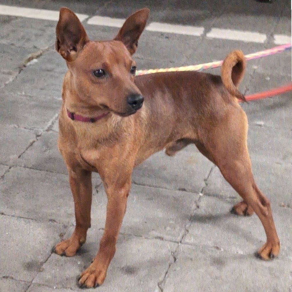 Dvergpinscher til halv pris ❤️