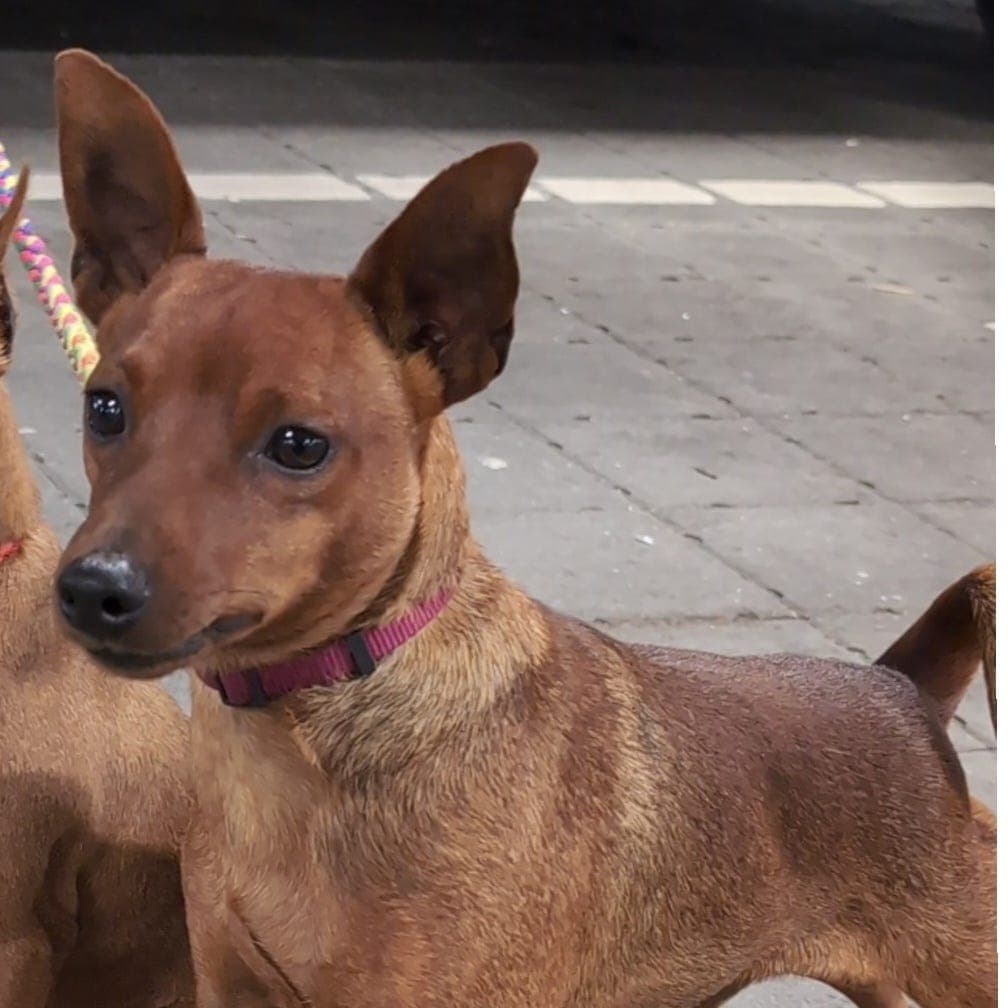 Dvergpinscher til halv pris ❤️
