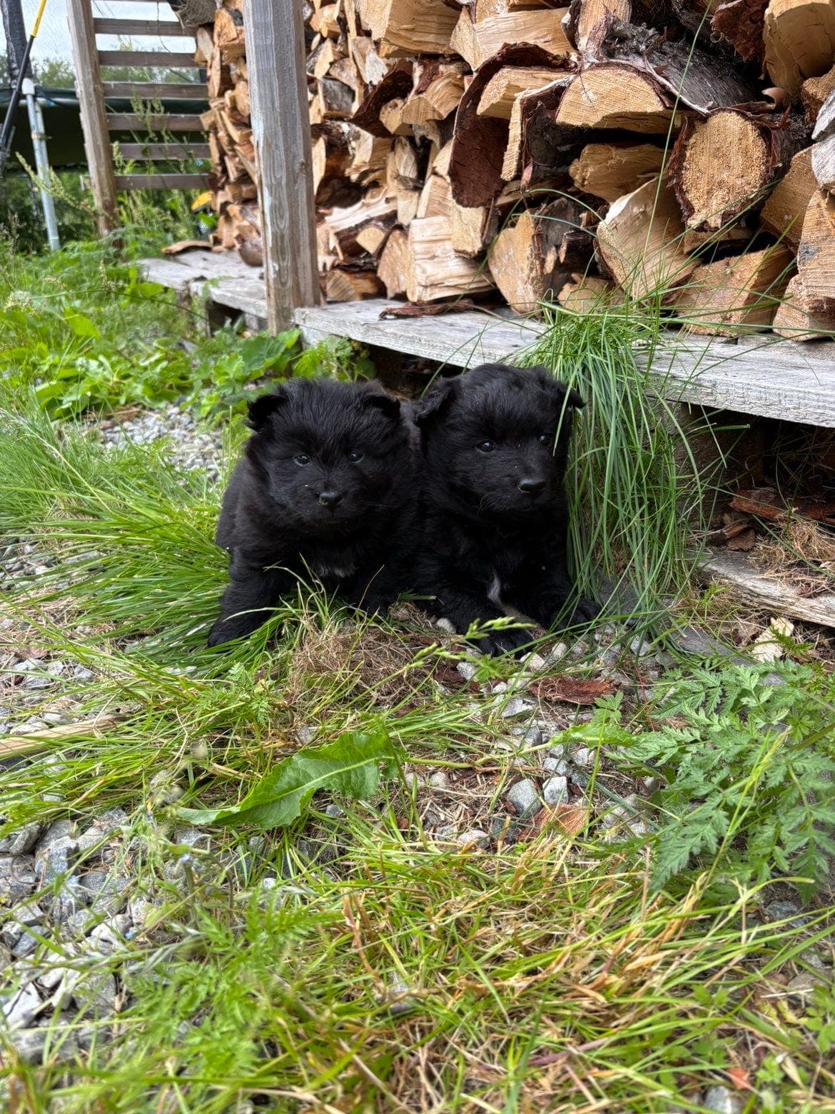 Svensk lapphund