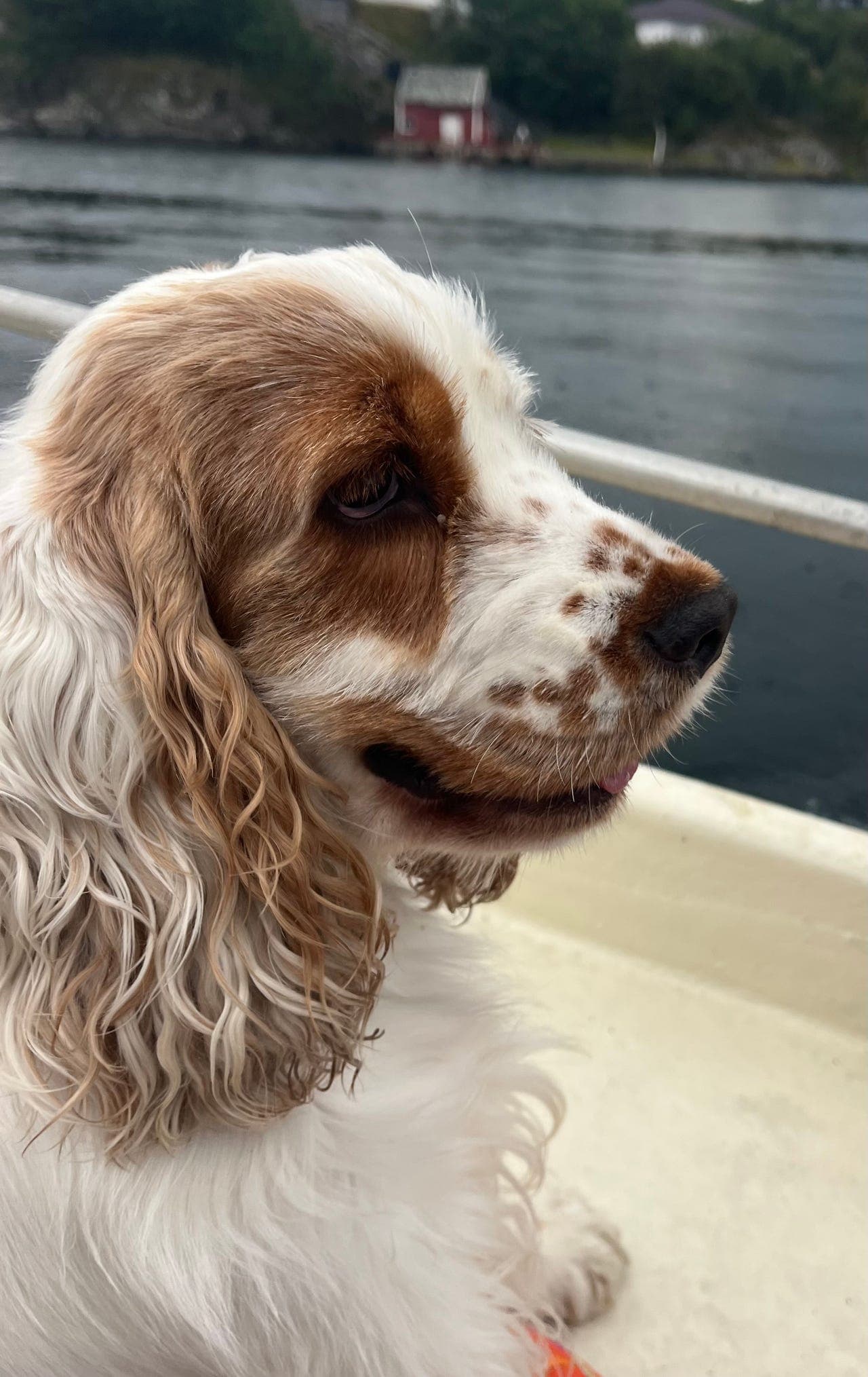 Engelsk cocker spaniel