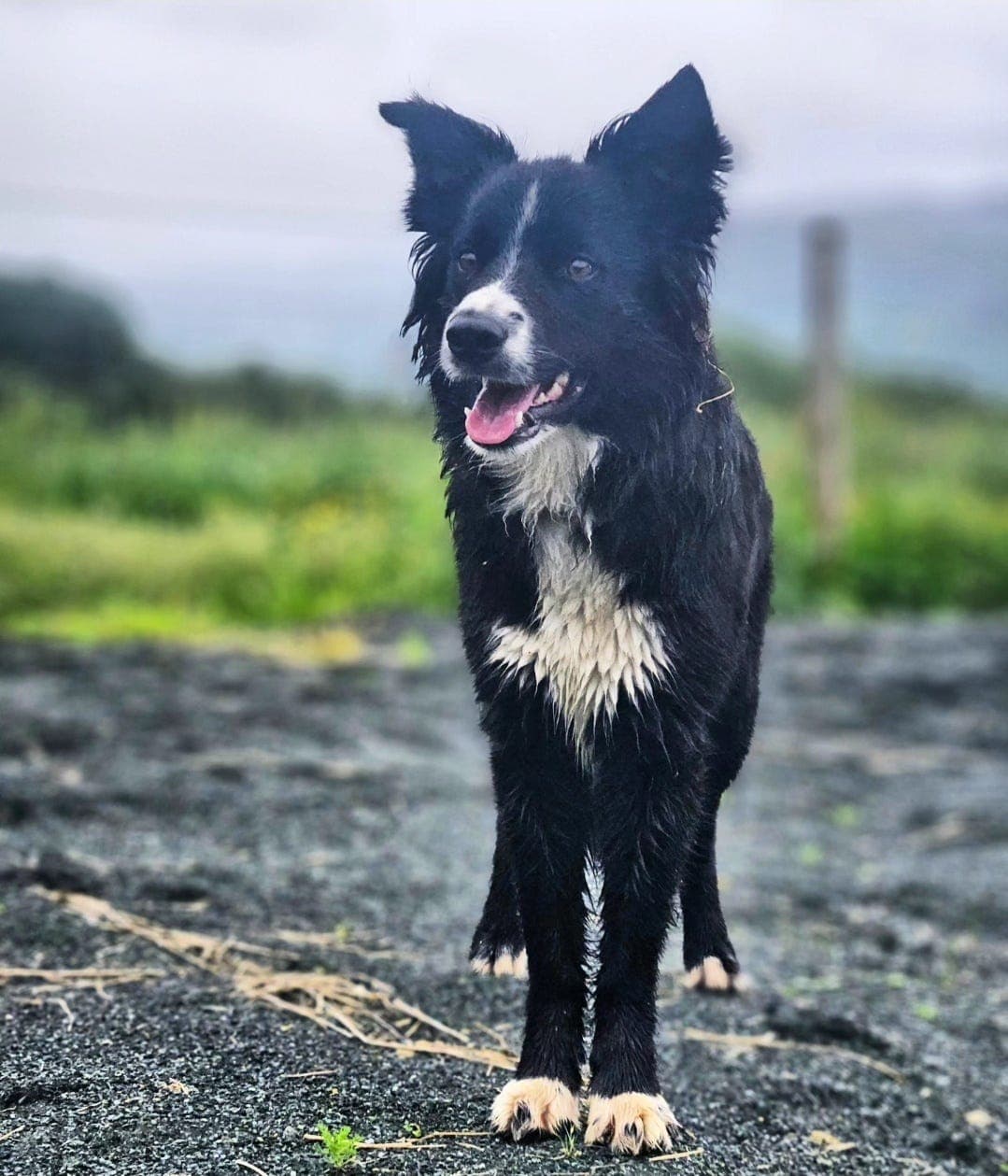 Border Collie tispe selges som familiehund eller annen hundesport