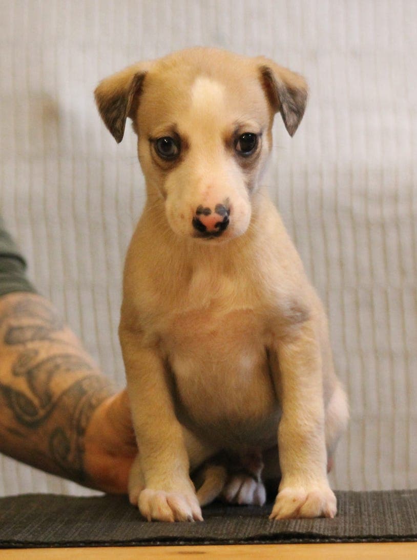 Whippetvalper Allfirda kennel f.13.juli