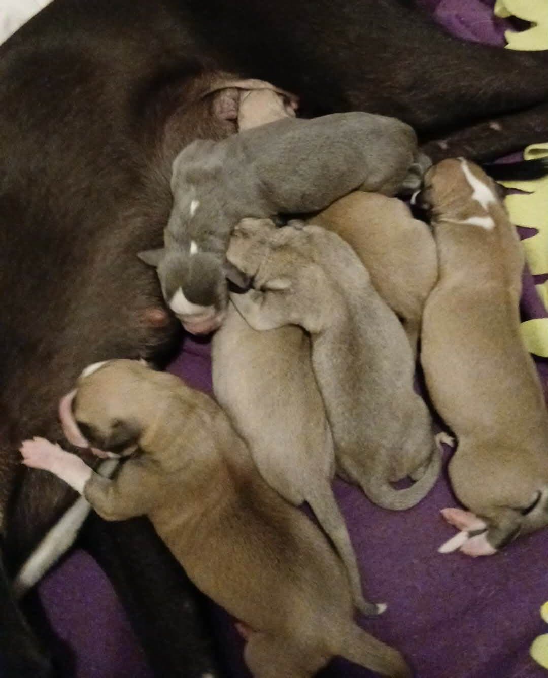 Whippetvalper Allfirda kennel f.13.juli