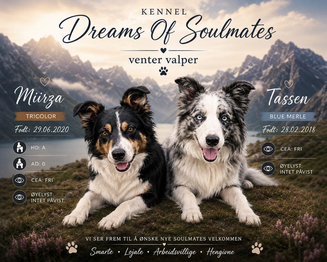 NKK Border Collie valper ventes🥰