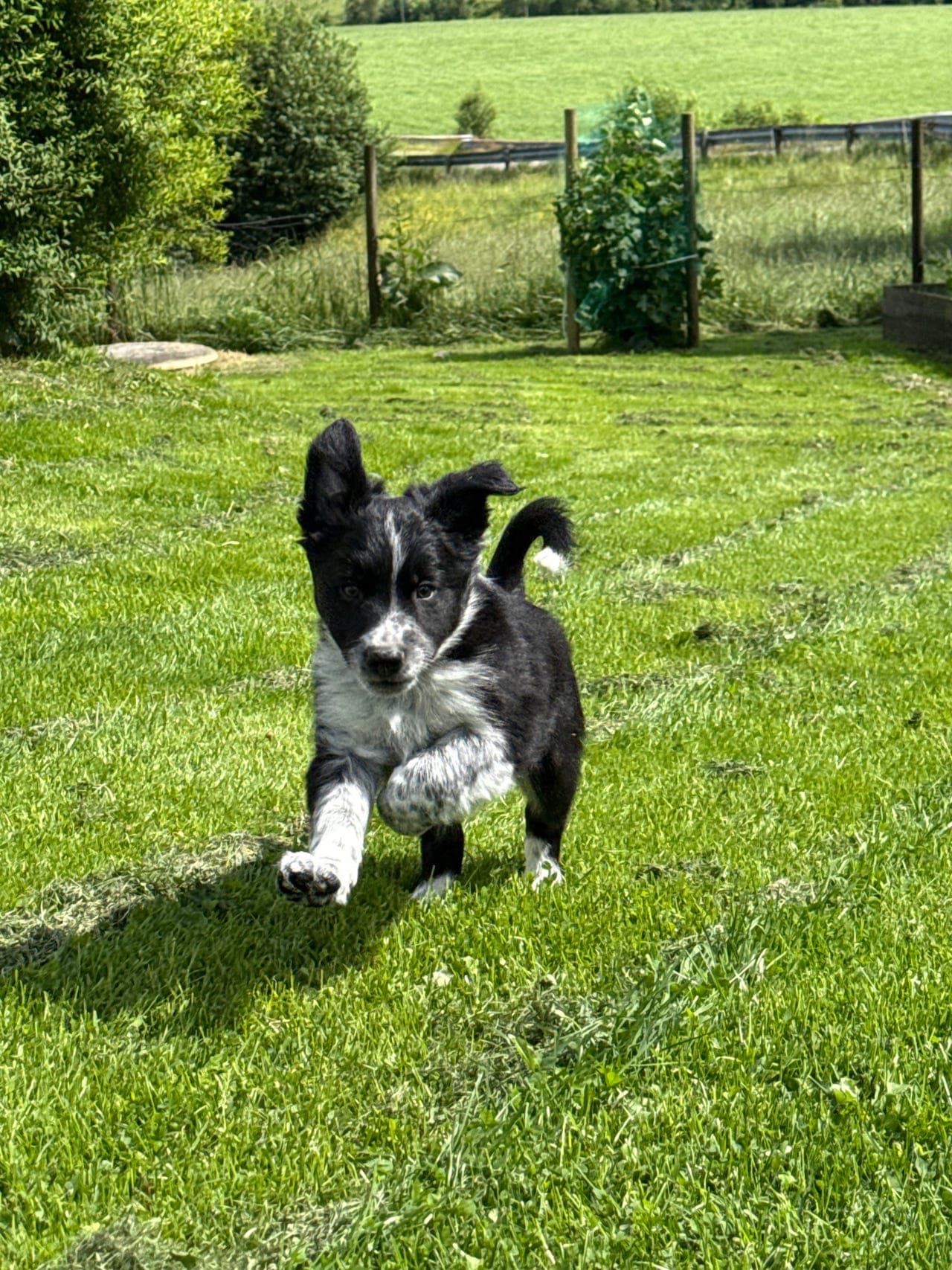 Border Collie valper