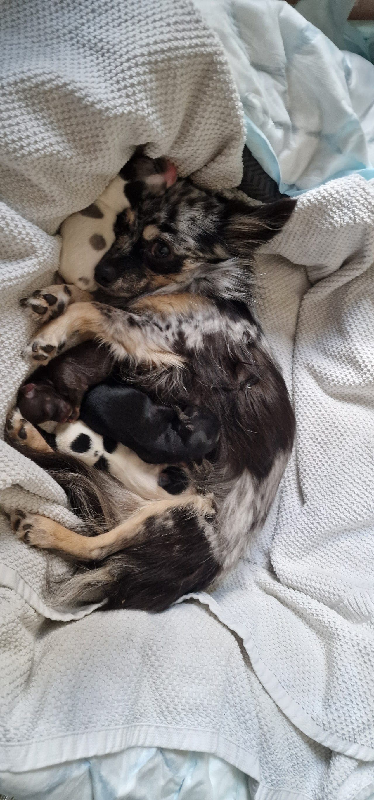 3 Vakre Chihuahua valper