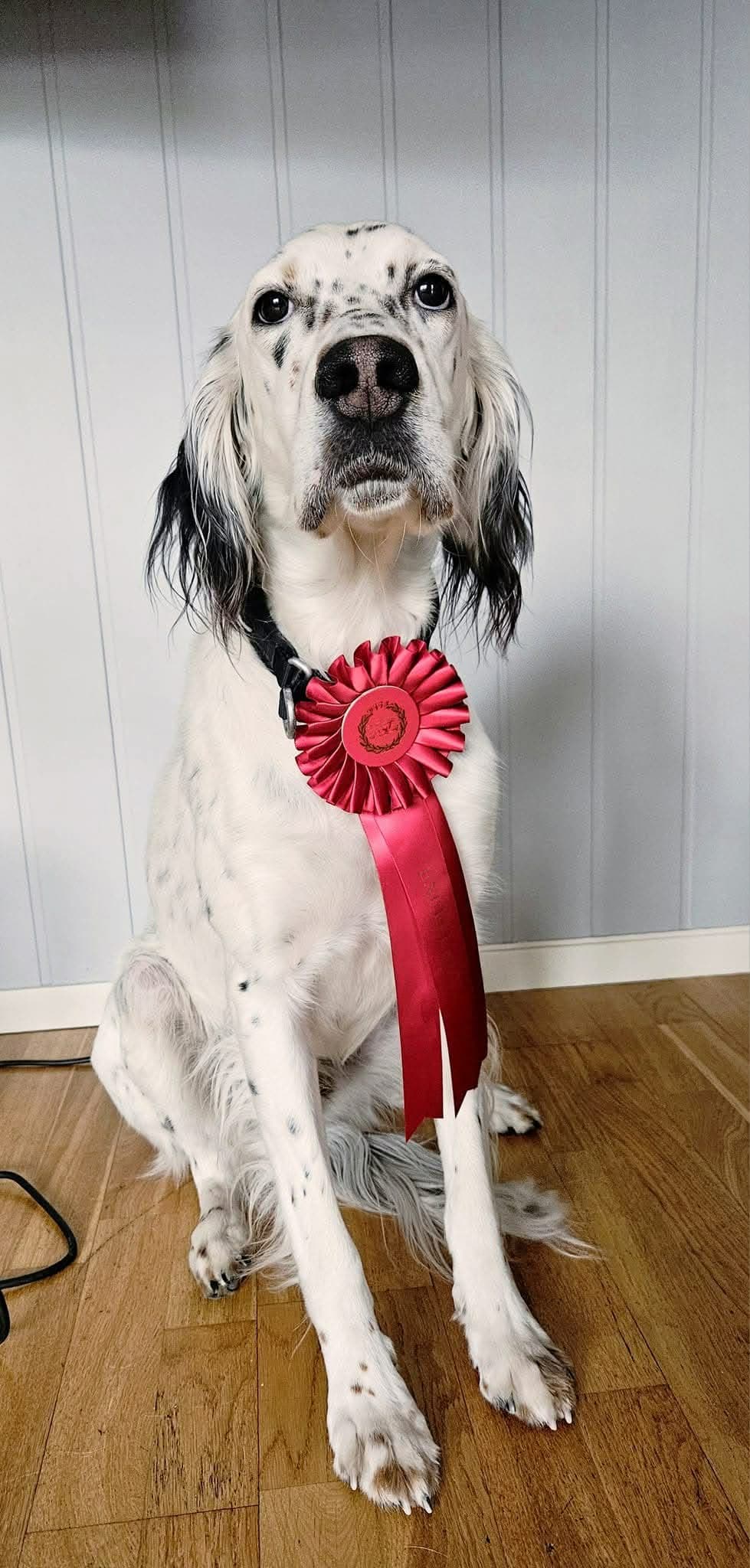 Engelsk setter hannhund 4 år