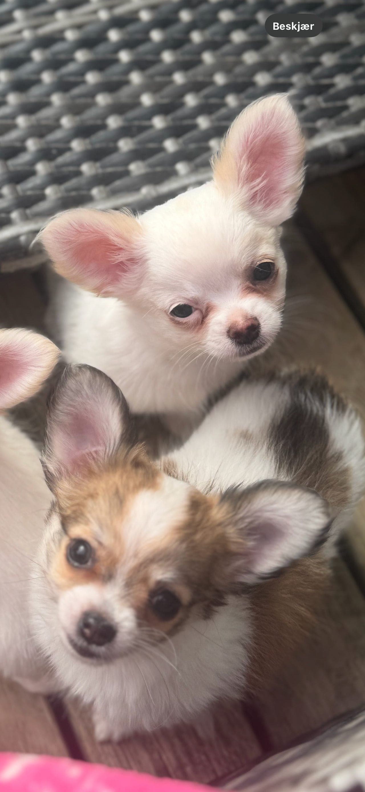 NKK REG friske og herlige chihuahua gutter søker sine hjem