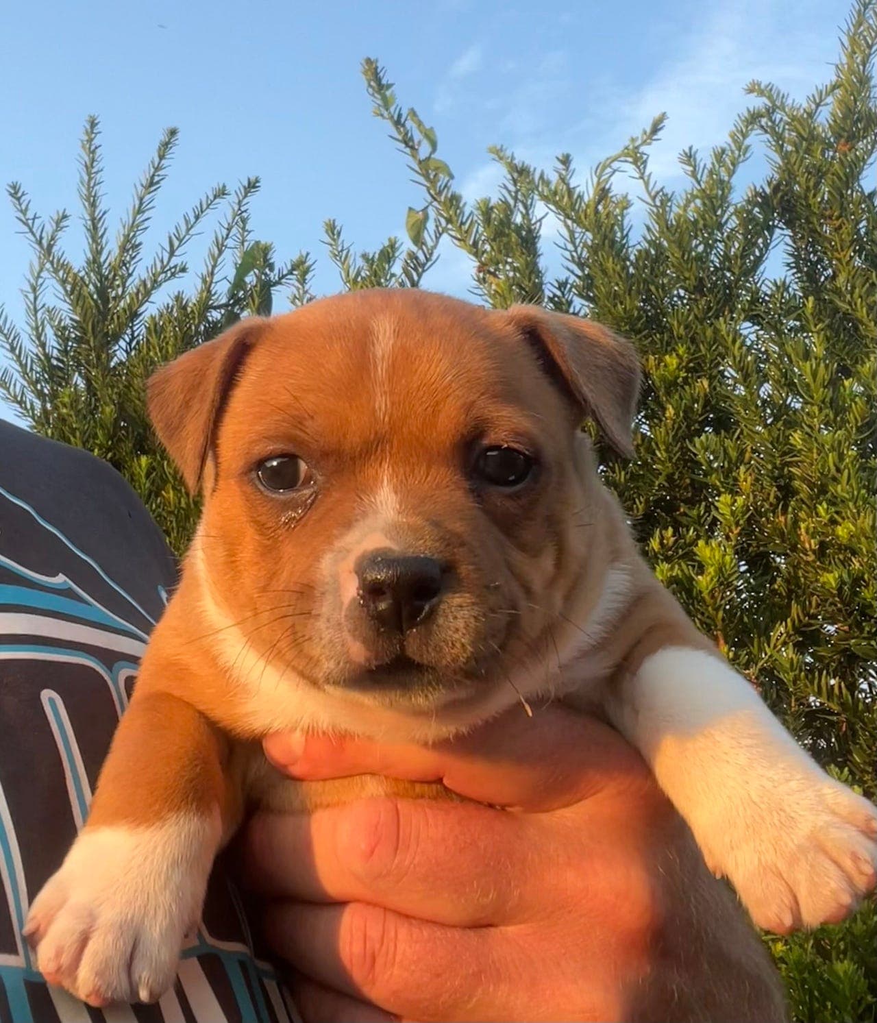 Staffordshire Bull Terrier valper - Renraset, NKK-registrert, helseattest