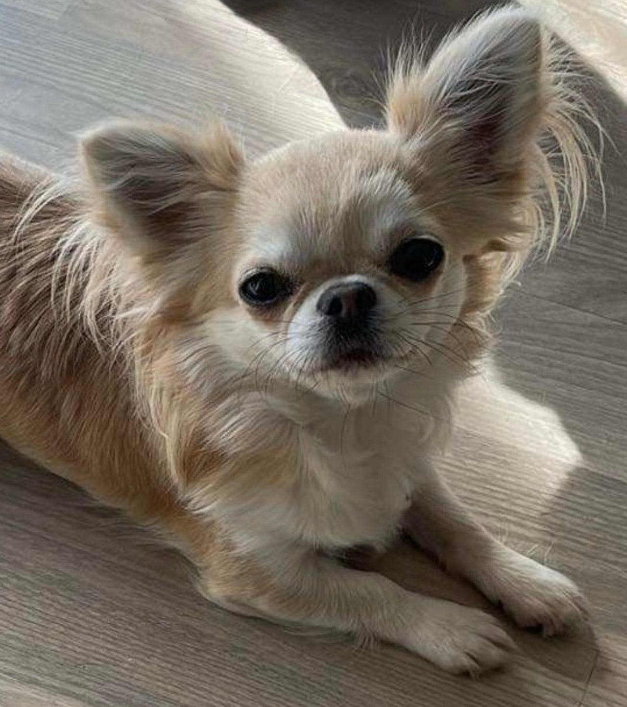 LH Chihuahua tispe❤️ med stamtavle (2 år)