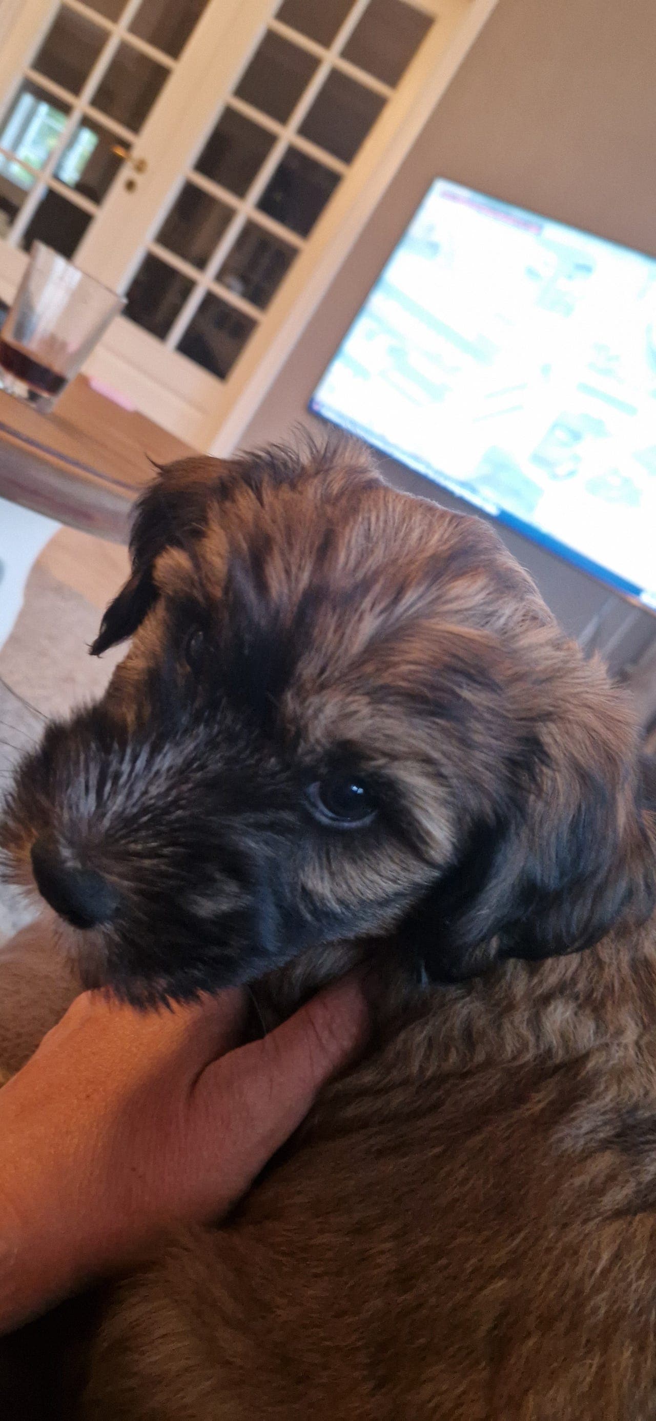 2 Tibetanske Terrier valper