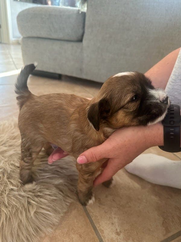 Tibetansk Terrier valper