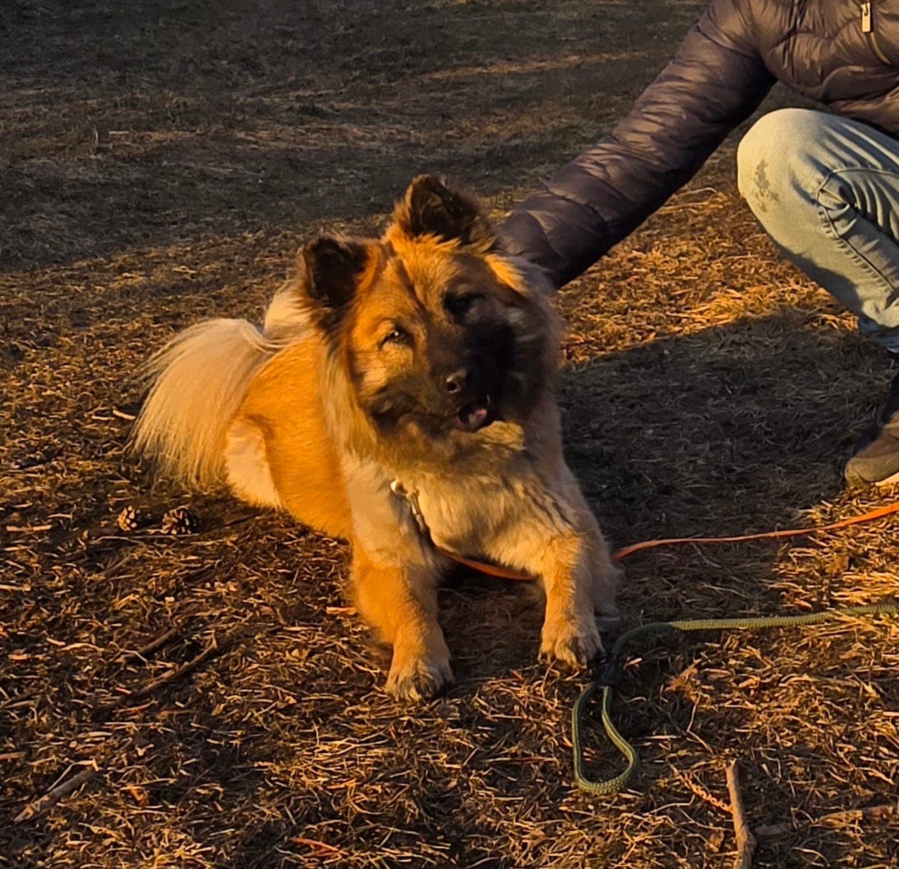 Ung Eurasier tispe søker et trygt, rolig og kjærlig hjem