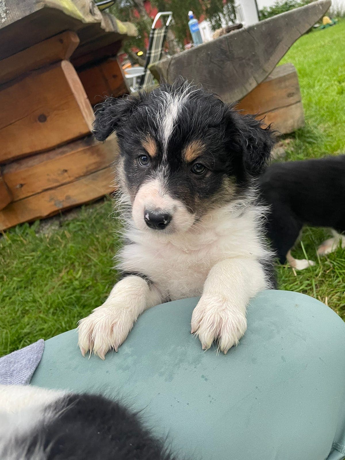 Border collie valper