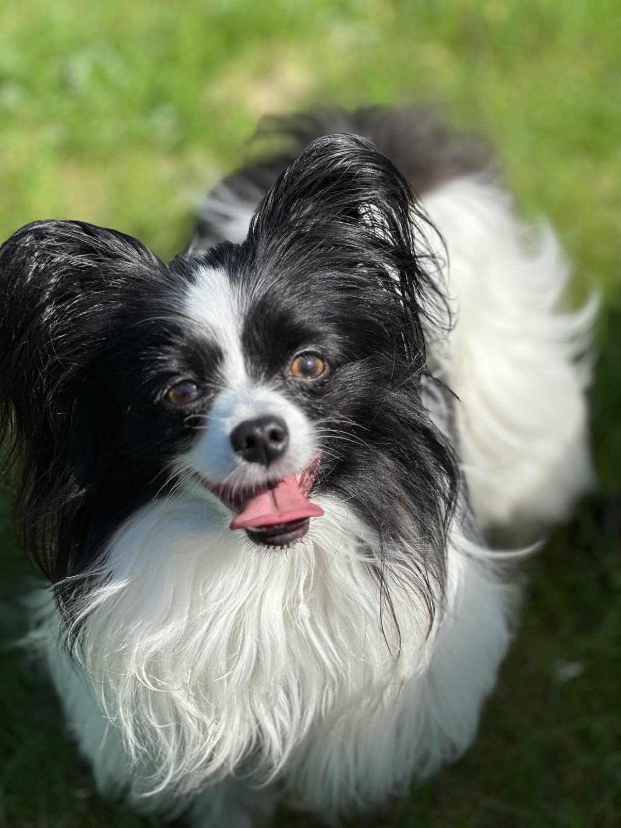 Papillongutt omplasseres til rett hjem