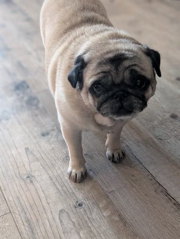 Flott og snill Mops selges