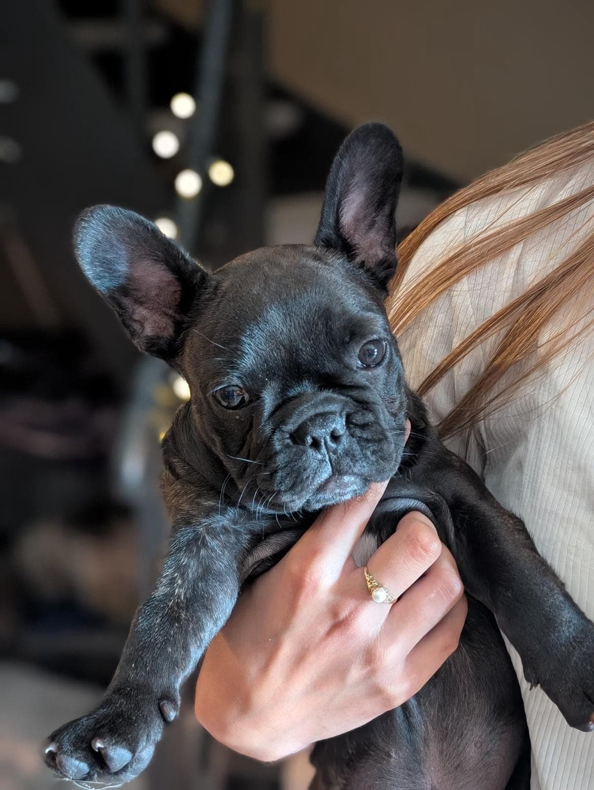 Fransk Bulldog jente