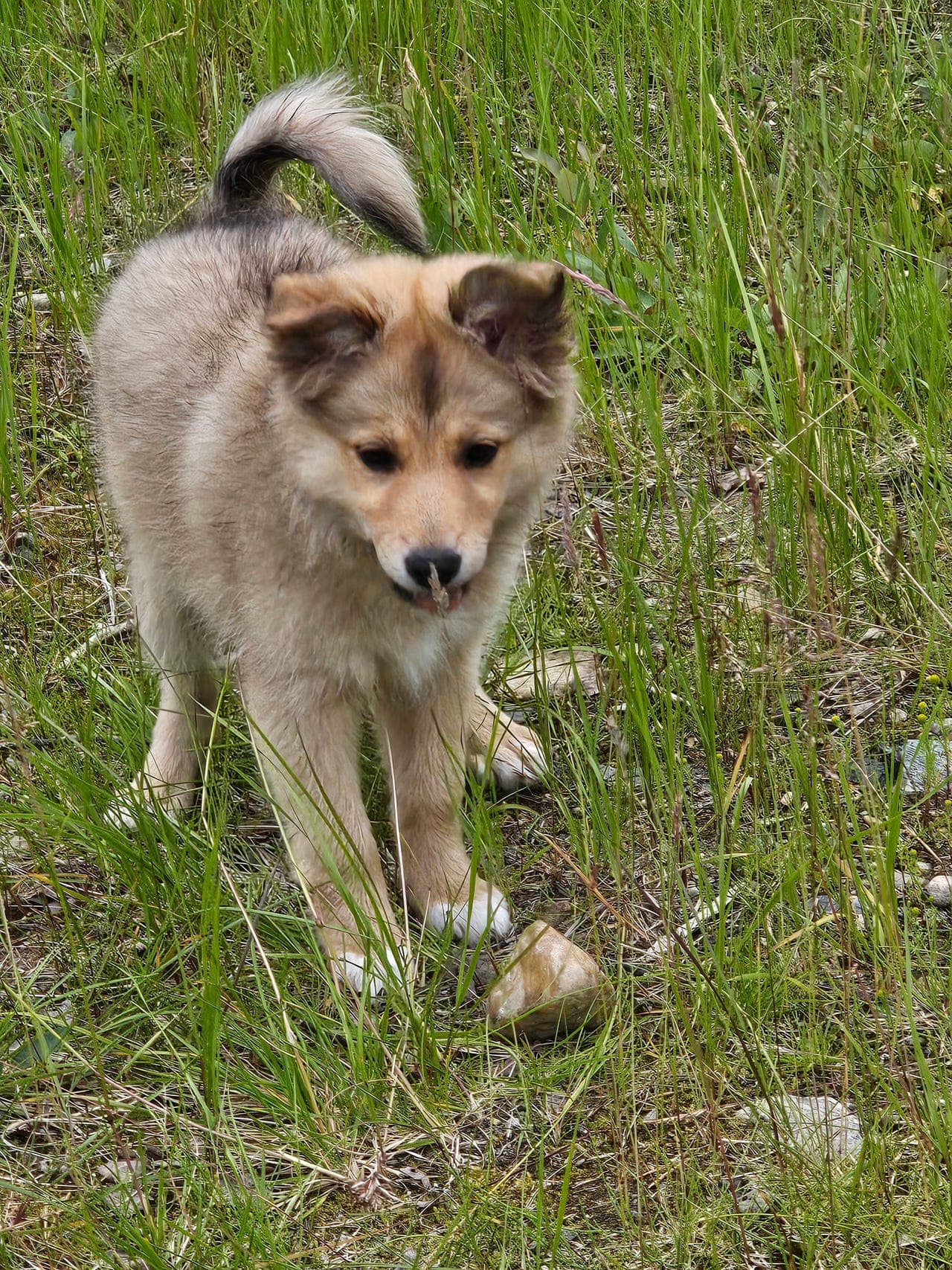 Finsk Lapphund