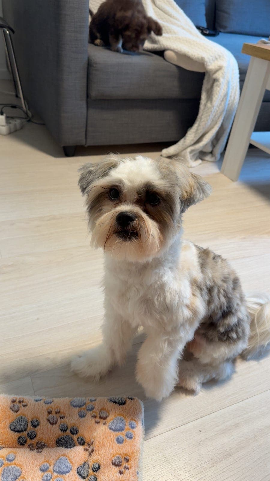Shih tzu