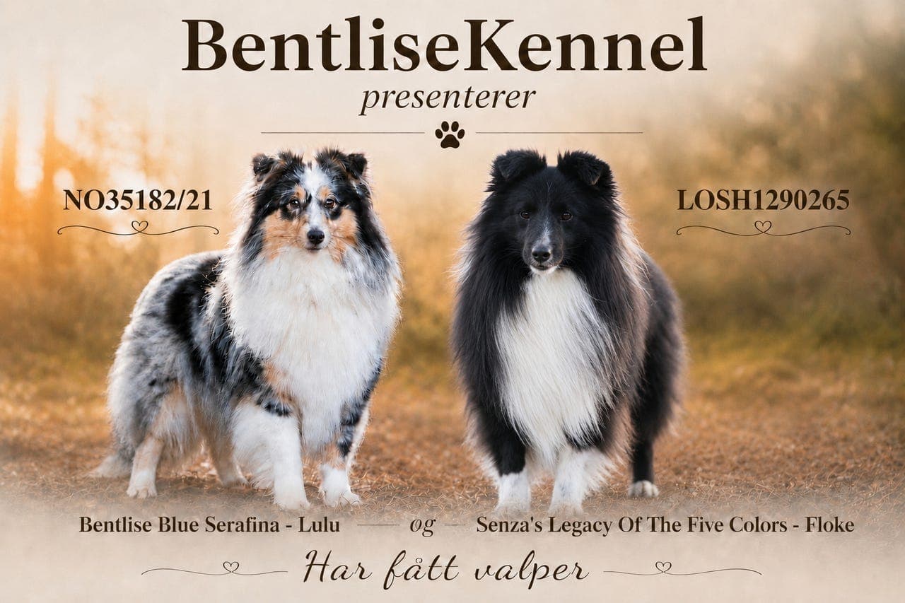 Shetland sheepdog valper