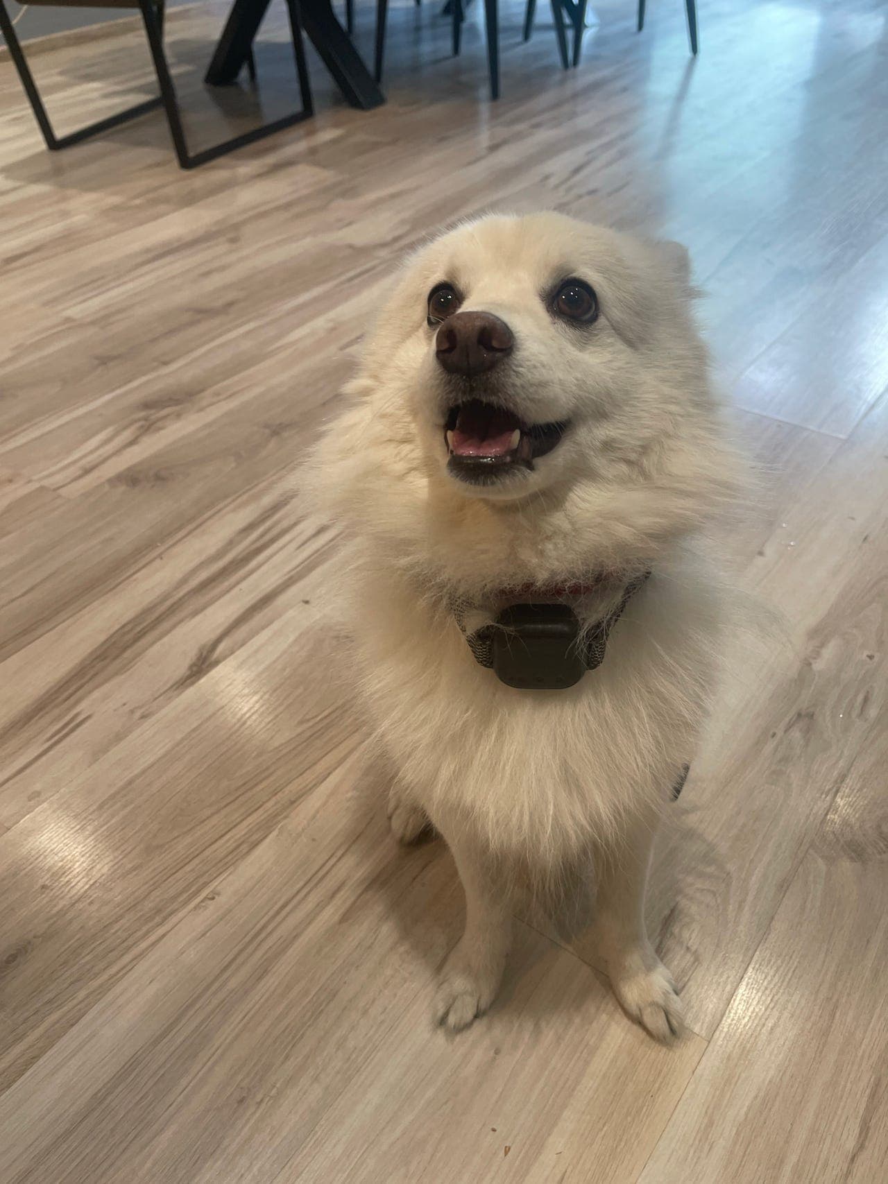 Vi ser etter en avlastningsfamilie til vår 5 år gamle hund.